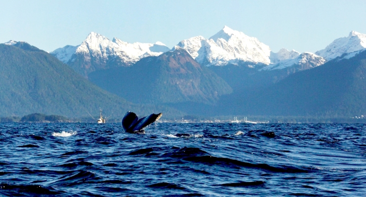 Blue Whale, Sitka, Alaska